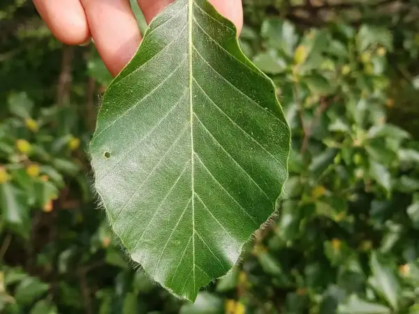 Ein grünes rotbuche blatt mit feinen Härchen am Rand wird von Fingern gehalten.