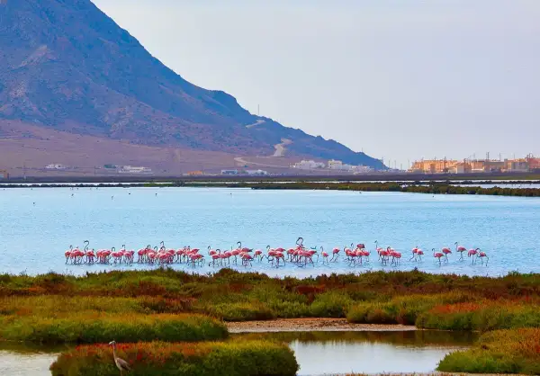 Flamencos rosados pastan en las salinas de Cabo de Gata, con una montaña y edificios al fondo.