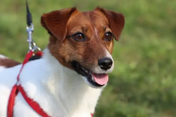 Uroczy piesek rasy Jack Russell Terrier w czerwonej obroży, z językiem na wierzchu. Czy pies może jeść chipsy? Lepiej nie ryzykować!