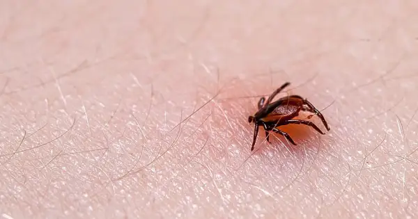Zbliżenie na ludzką skórę z widocznym, brązowym kleszczem. Pajęczak ma osiem nóg i wyraźnie zaznaczone ciało. Wokół niego widać drobne włoski.