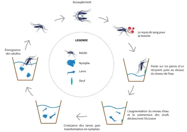Cycle de vie du moustique : accouplement, repas de sang, ponte des œufs (nid de moustiques), éclosion, croissance des larves et nymphes, puis émergence des adultes.