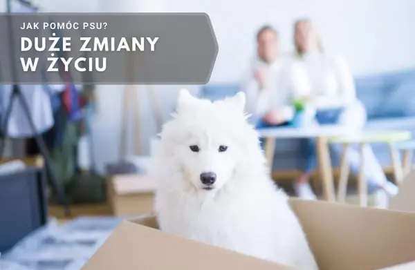Biały pies w kartonie, czeka na nowy dom. Jak czuje pies, gdy zmienia właściciela? Duże zmiany w życiu.