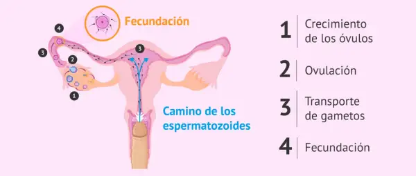 Ilustración del proceso de fecundación: crecimiento de óvulos, ovulación, transporte de gametos y la unión final.