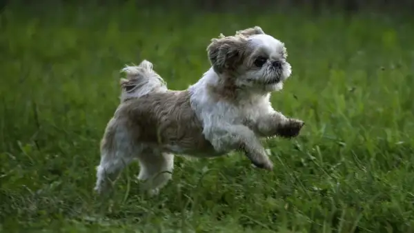 Ile powinien jeść szczeniak shih tzu, aby uniknąć problemów zdrowotnych?