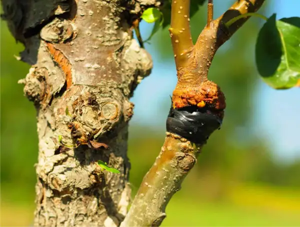 Primo piano di un innesto su un ramo d'albero, con la corteccia ruvida e la zona di unione avvolta in nastro nero. Diversi tipi di innesto sono visibili.