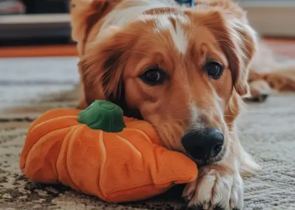 Złoty retriever leży obok pluszowej dyni, zastanawiając się, czy pies może jeść pestki dyni.