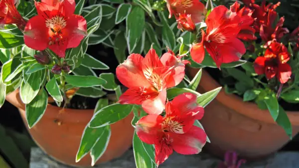 Leuchtend rote Alstroemeria blühen in Terrakotta-Töpfen. Diese winterhart blühenden Schönheiten bringen Farbe in jeden Garten.