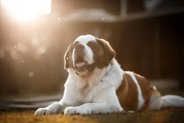 Ein Bernhardiner liegt im warmen Abendlicht. Die sanfte Bernhardiner Erziehung zahlt sich aus, denn der Hund wirkt entspannt und zufrieden.
