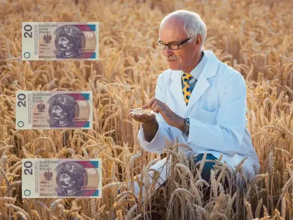 Rolnik w białym kitlu analizuje kłosy pszenicy, a obok widnieją banknoty 20 zł. Ceny zbóż Woźniak – czy plony przyniosą zysk?
