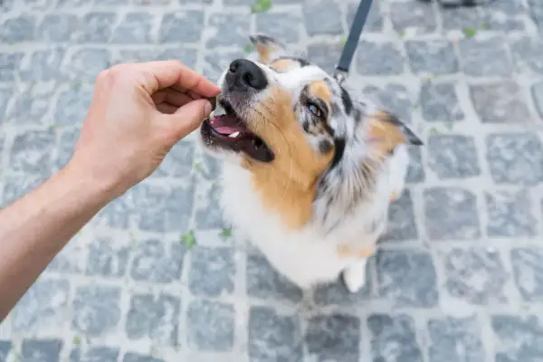 Ein Australian Shepherd bekommt ein Leckerli. Gut erzogen, wartet er geduldig, wenn man ihn kurz **alleine lassen** muss.