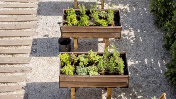 Dos mesas de cultivo con hierbas aromáticas y plantas verdes. Ideal para saber qué se puede plantar en una mesa de cultivo y tener un huerto urbano.