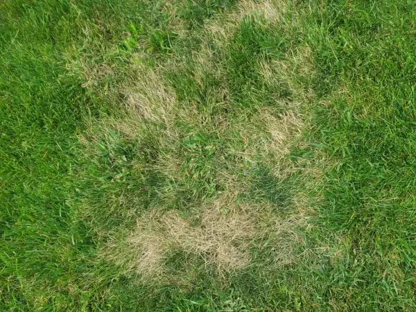 Plamy suchej, żółtej trawy na zielonym trawniku, jakby po zastosowaniu agro sorb folium.