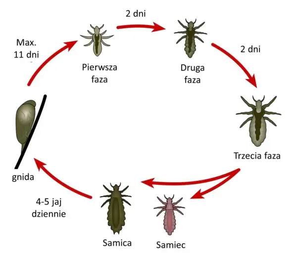Jak rozmnażają się wszy? Cykl życia i jak go przerwać