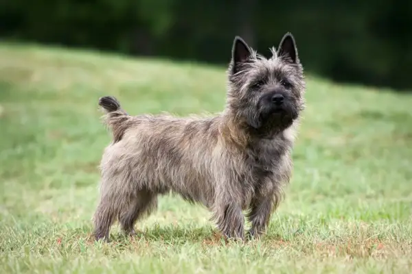 Un cairn terrier de pelo áspero y mirada curiosa posa en un césped verde.