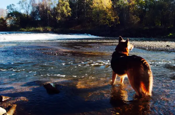 Ein Akita Australian Shepherd Mix steht im Fluss und genießt die Herbstsonne.