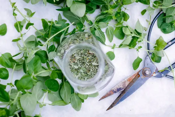 Świeże oregano i suszone zioła w słoiku, obok nożyc. Idealny czas, kiedy zbierać oregano do suszenia, to przed kwitnieniem.