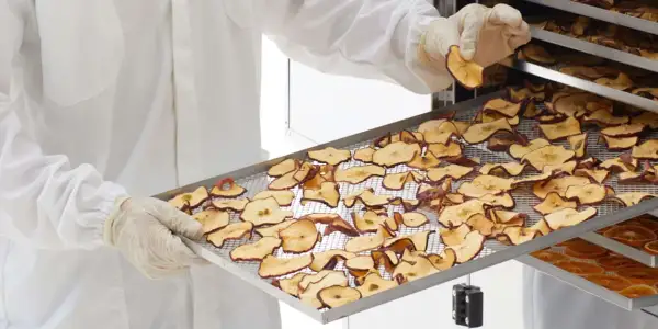Mani guantate controllano la qualità delle mele disidratate, un processo di essiccazione che preserva il sapore.