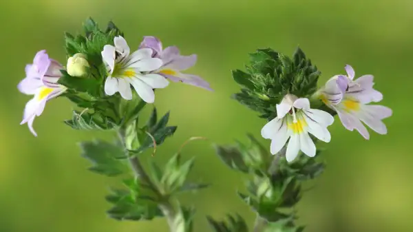 Zwei zarte Blüten der Euphrasia, auch Augentrost genannt, mit weißen und lila Streifen auf grünem Hintergrund.