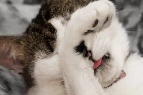 Gato blanco y atigrado se tapa la cara con una pata, con la lengua rosada fuera. ¡Parece que los gatos se tiran pedos y se avergüenzan!