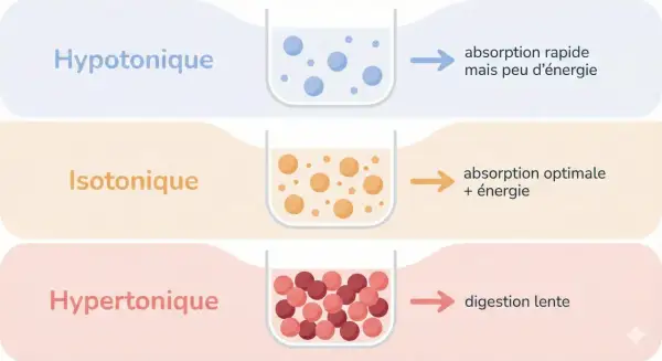 Comparaison des boissons isotoniques : hypotonique (rapide, peu d'énergie), isotonique (optimale, énergie), hypertonique (lente).