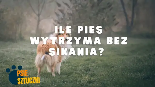 Pies na trawie, z tekstem "ILE PIES WYTRZYMA BEZ SIKANIA?".