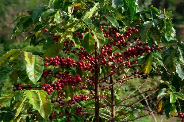 En arabisk kaffeplanta med mogna, röda kaffebär som hänger i klasar bland gröna blad.