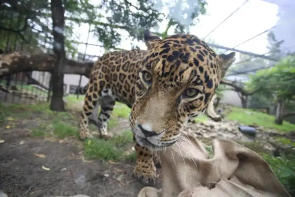 Jaguar w warszawskim zoo, ciekawy świata. Sprawdź zoo warszawa bilety cena i zobacz go na żywo!