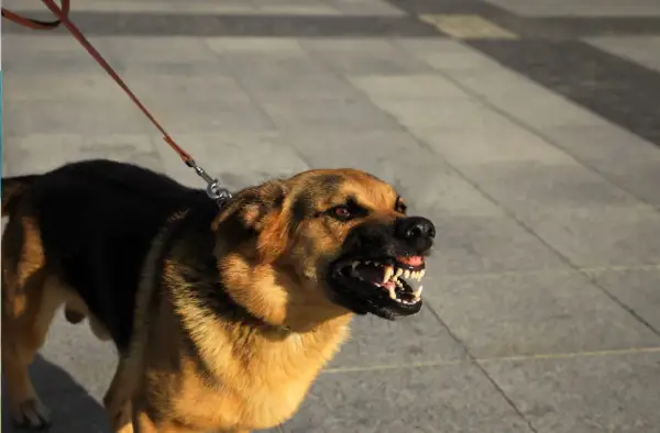 Ein aggressiver Hund knurrt und fletscht die Zähne. Sein Fell ist braun und schwarz, er ist an einer Leine.