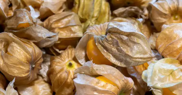 Złociste, zasuszone łupinki skrywają soczyste, pomarańczowe owoce physalis.