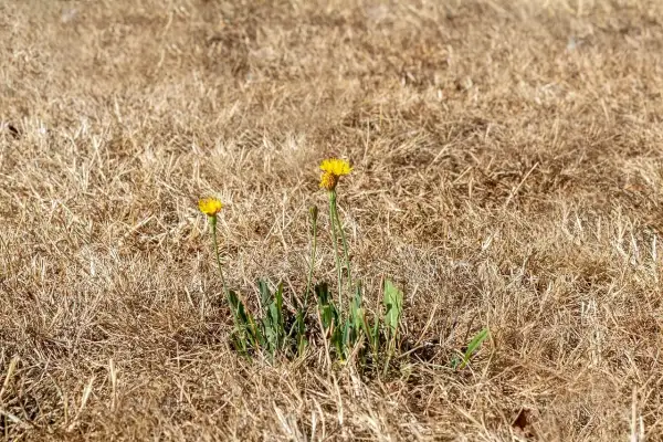 Dos flores amarillas brotan en un campo de césped seco, un signo de esperanza para recuperar el césped.