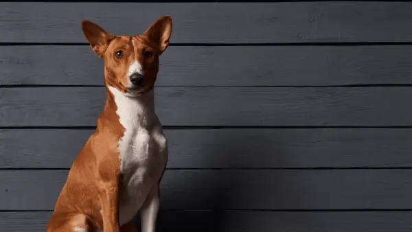 Elegancki basenji pies o rudym umaszczeniu i białej klatce piersiowej siedzi na tle ciemnych, drewnianych desek.