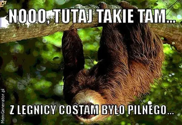 Lenistwie zwisające z gałęzi drzewa, z tekstem "NOOO, TUTAJ TAKIE TAM... Z LEGNICY COŚTAM BYŁO PILNEGO...".
