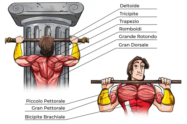 Illustrazione anatomica che mostra i trazioni alla sbarra muscoli coinvolti: dorsali, romboidi, trapezio, deltoidi, bicipiti e pettorali.
