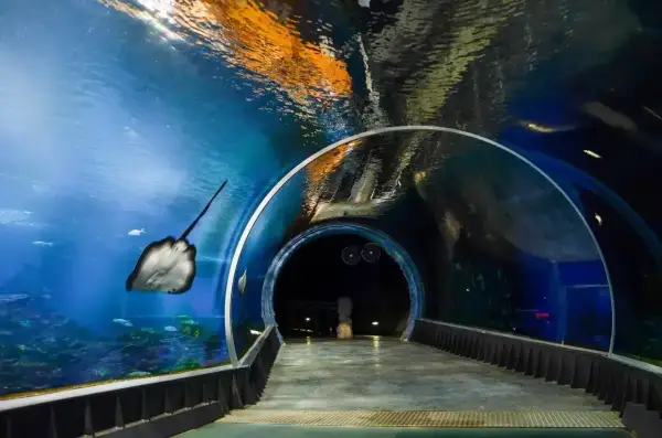 Podwodny tunel w oceanarium Wrocław. Płaszczka pływa obok, a nad głową widać odbicia. Idealne miejsce na zakup biletów.