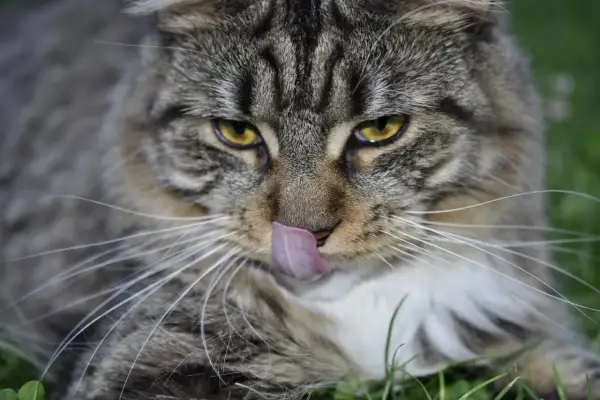 Duży kot rasy Maine Coon oblizuje pyszczek, jego bursztynowe oczy patrzą wprost na Ciebie.