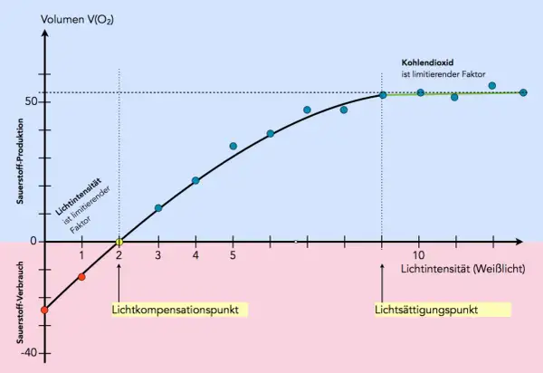 Grafik zeigt Sauerstoffproduktion vs. Lichtintensität. Bei geringer Intensität ist Licht ein abiotischer Faktor, der die Produktion begrenzt. Ab dem Lichtkompensationspunkt steigt die Produktion, bis CO2 limitierend wird.