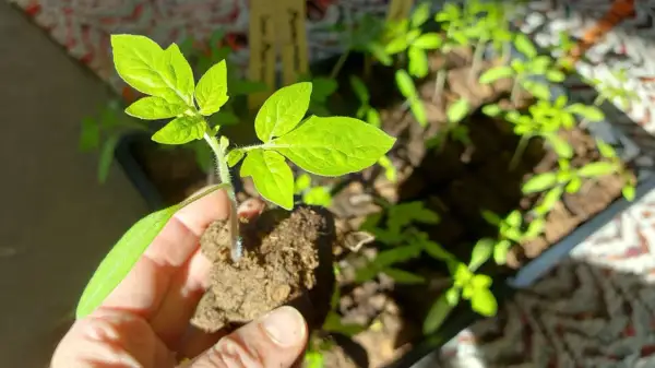 En hand håller en ung tomatplanta med jordklump. I bakgrunden syns fler plantor redo att plantera tomater.