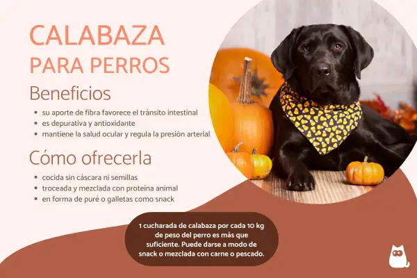 Un labrador negro con pañuelo de calabaza posa junto a calabazas. Los perros pueden comer calabaza cruda, beneficiando su digestión y salud.