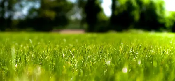 Primer plano de un césped fibrilado, verde y vibrante, con árboles borrosos al fondo.