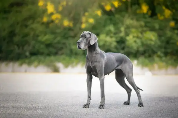 Eine majestätische deutsche Dogge steht auf einem Weg, ihr graues Fell glänzt im Sonnenlicht. Hinter ihr ein grüner Busch mit gelben Blüten.