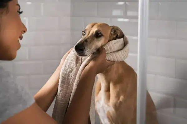 Persona seca a su perro con una toalla, parte de los cuidados para perros.
