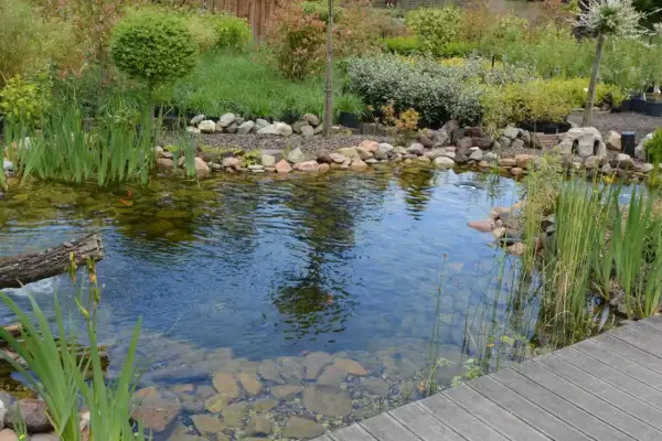 Un étang paisible avec des poissons rouges nageant parmi les rochers et les plantes aquatiques, bordé par un pont en bois et un jardin luxuriant.