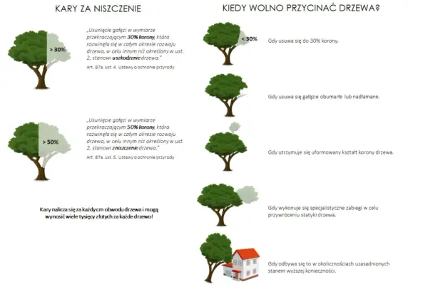 O ile można skrócić drzewo bez zezwolenia? Do 30% korony, usuwanie gałęzi obumarłych, nadłamanych lub dla utrzymania kształtu.