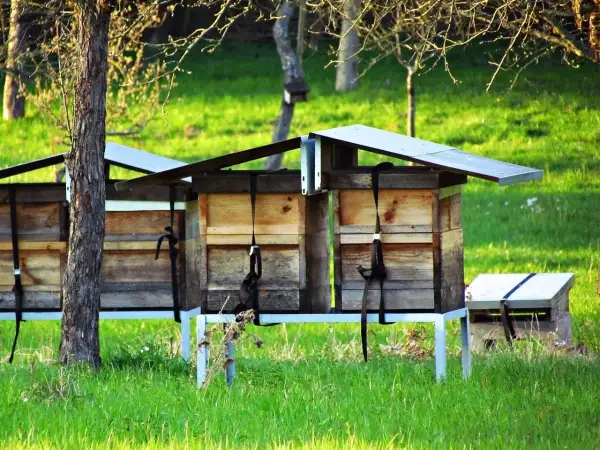 Jak założyć pasiekę dofinansowanie i uniknąć kosztownych błędów