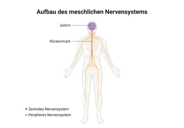 Menschlicher Körper mit Gehirn, Rückenmark und dem peripheren Nervensystem, das sich wie ein Netz über den ganzen Körper erstreckt.