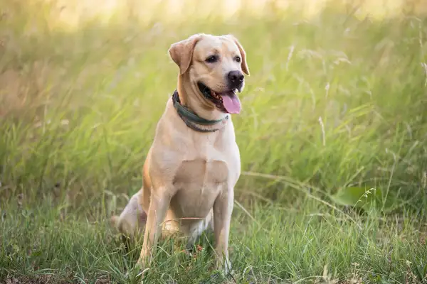 Uśmiechnięty labrador siedzi na łące. Jego cena jest niewysoka, bo to pies z miłości, a nie na sprzedaż.