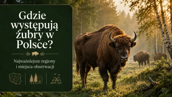 Potężne żubry w polskiej puszczy. Poznaj miejsca, gdzie można spotkać te majestatyczne zwierzęta.