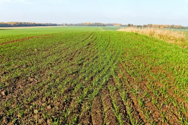 Młode pszenżyto ozime na polu jesienią. Zastanawiasz się, jaki oprysk na pszenżyto ozime jesienią będzie najlepszy?