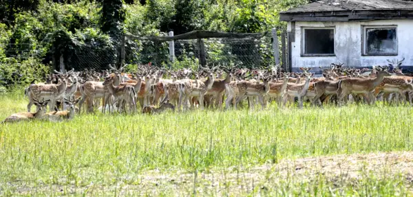 Hodowla danieli po co? Odkryj korzyści i opłacalność tej działalności