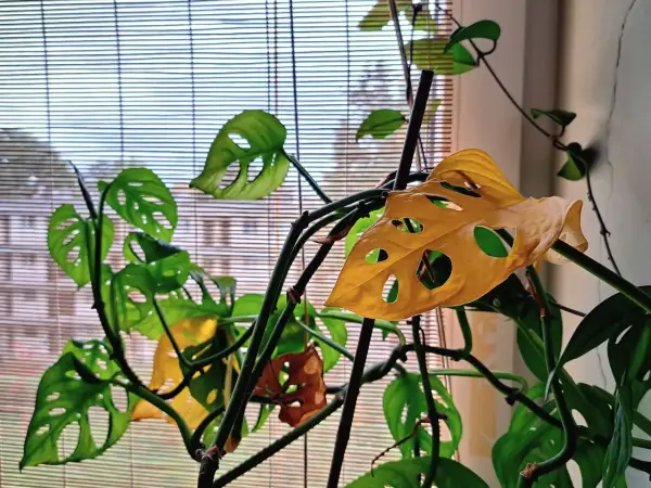 Monstera z żółknącymi liśćmi przy oknie. Zastanawiasz się, dlaczego monstera żółknie? Zobacz, jak wygląda ta roślina.